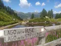 Segnavia in legno indica il percorso per il lago delle Buse e il lago delle Stellune, circondato da fiori viola e montagne verdi.