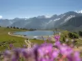 Un sentiero serpeggia verso il lago Valbiolo, circondato da montagne maestose e fiori viola in primo piano.