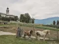 Comano Terme: due pony pascolano vicino a un vigneto, con una chiesa con campanile sullo sfondo. Cosa vedere? La natura e la tranquillità.