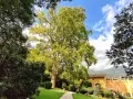 Un maestoso platano domina il giardino di una villa a Villa Lagarina, Rovereto. Un sentiero serpeggia tra prati curati e siepi potate, verso un edificio giallo ocra.
