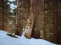 Volto di legno intagliato, forse un guardiano del sentiero degli gnomi, spunta dalla neve in un bosco d'inverno.