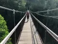 Una persona cammina su un **ponte tibetano** tra gli alberi delle **Dolomiti**.