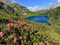 Un lago alpino blu intenso circondato da rododendri rosa in fiore, con montagne maestose sullo sfondo. Un paesaggio da cartolina dell'Adamello Brenta.