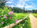 Fiori di lillà rosa profumano l'aria lungo un sentiero di terra battuta, ideale per **malosco passeggiate** verso un rifugio alpino.