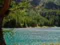 Un lago turchese scintillante riflette la fitta foresta di conifere che ricopre le montagne della Val di Sole. Un vecchio larice fa da cornice alla scena.