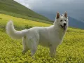 Un candido pastore del Lagorai, con il pelo bianco come la neve, si erge fiero in un prato fiorito di giallo, sorvegliando le montagne.