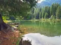 Radici di un grande albero affiorano sulla riva del lago dei caprioli, ideale per passeggiate tranquille tra i boschi.