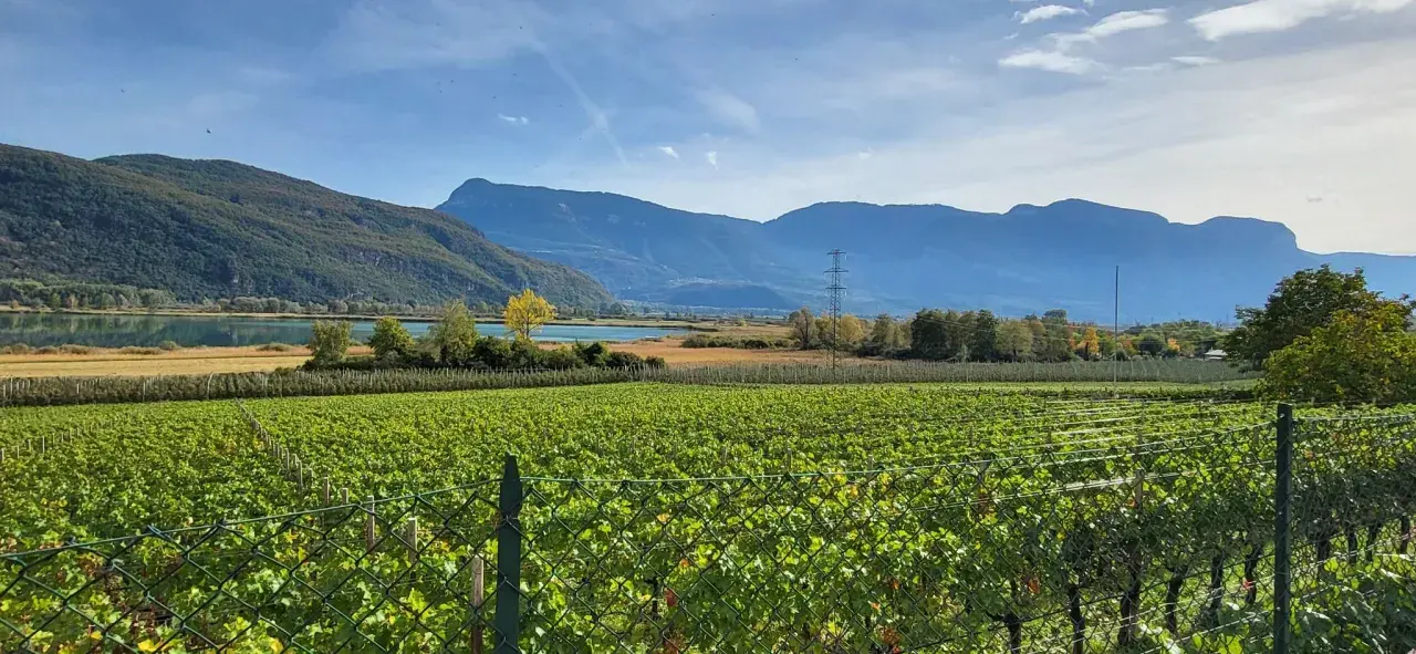 Vigneti rigogliosi si estendono verso un lago sereno, con montagne maestose sullo sfondo, un paesaggio tipico del passo Mendola.
