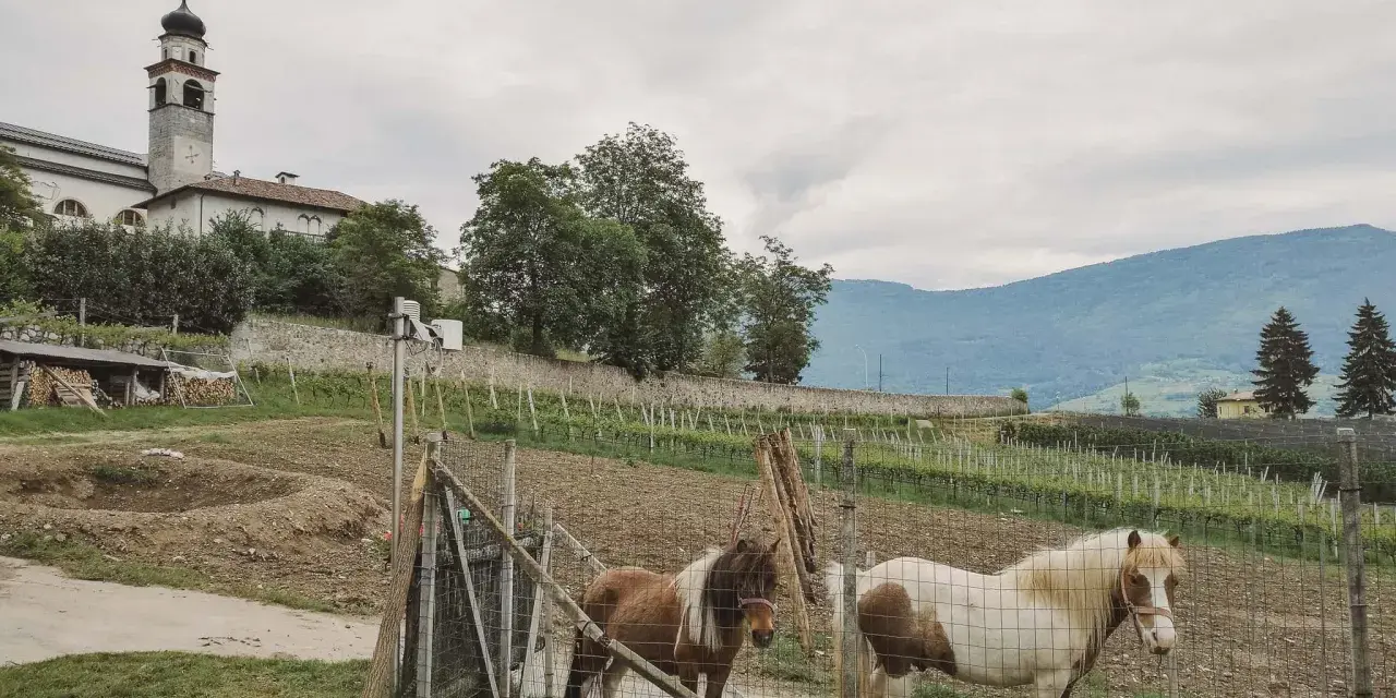 Comano Terme: due pony pascolano vicino a un vigneto, con una chiesa con campanile sullo sfondo. Cosa vedere? La natura e la tranquillità.
