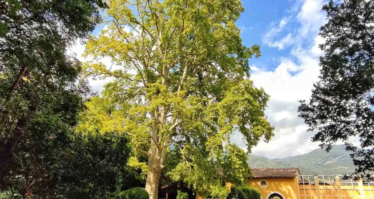 Un maestoso platano domina il giardino di una villa a Villa Lagarina, Rovereto. Un sentiero serpeggia tra prati curati e siepi potate, verso un edificio giallo ocra.