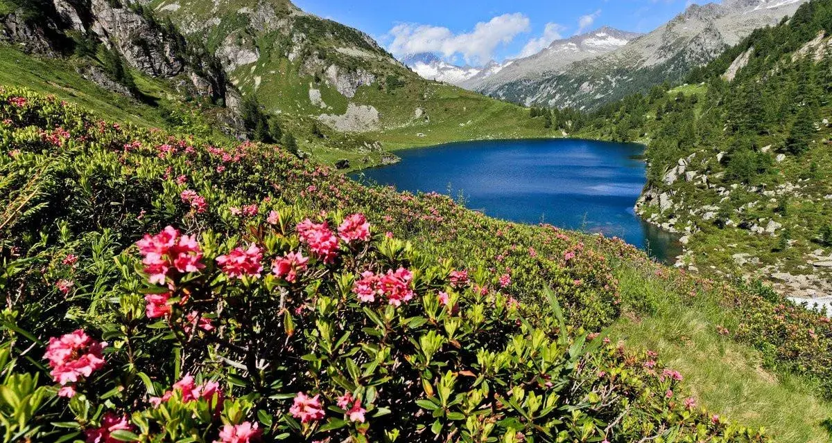 Un lago alpino blu intenso circondato da rododendri rosa in fiore, con montagne maestose sullo sfondo. Un paesaggio da cartolina dell'Adamello Brenta.