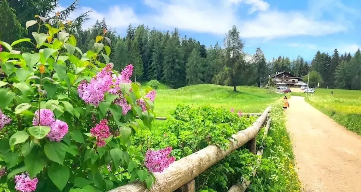 Fiori di lillà rosa profumano l'aria lungo un sentiero di terra battuta, ideale per **malosco passeggiate** verso un rifugio alpino.