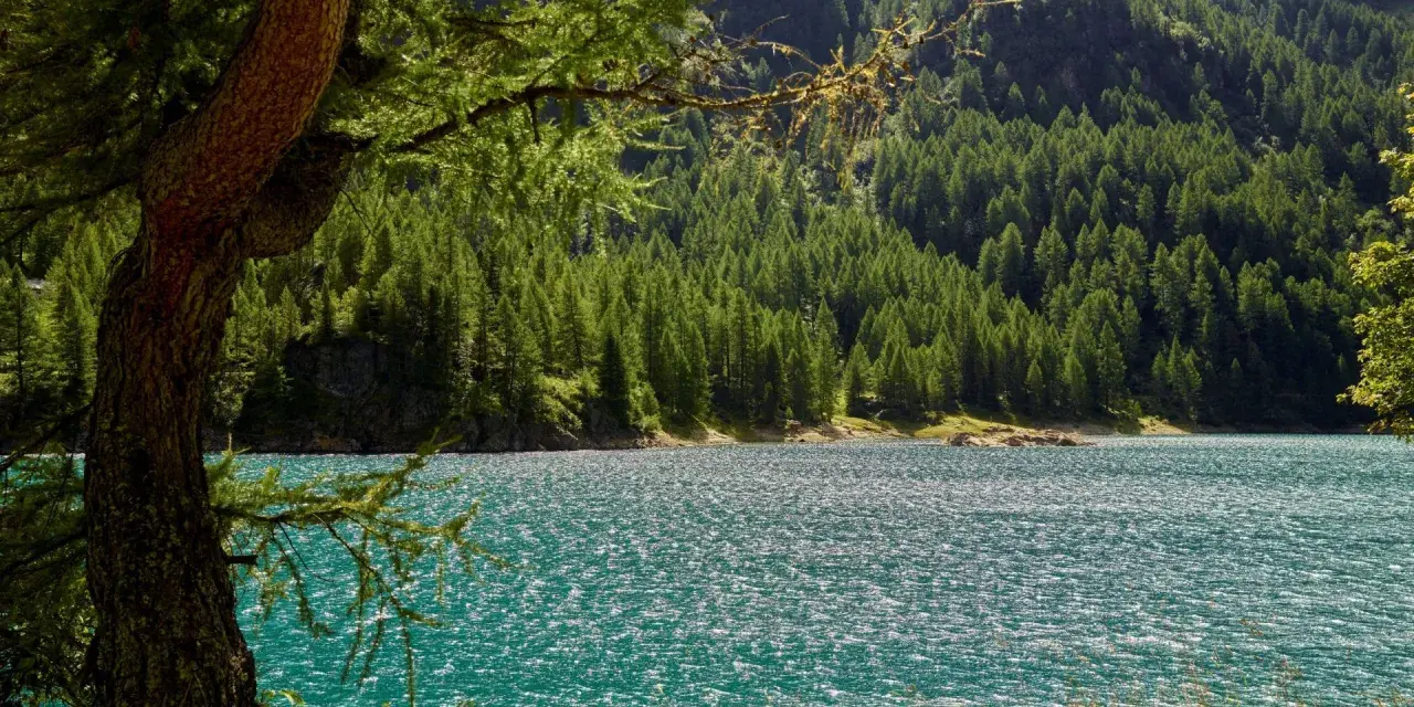 Un lago turchese scintillante riflette la fitta foresta di conifere che ricopre le montagne della Val di Sole. Un vecchio larice fa da cornice alla scena.