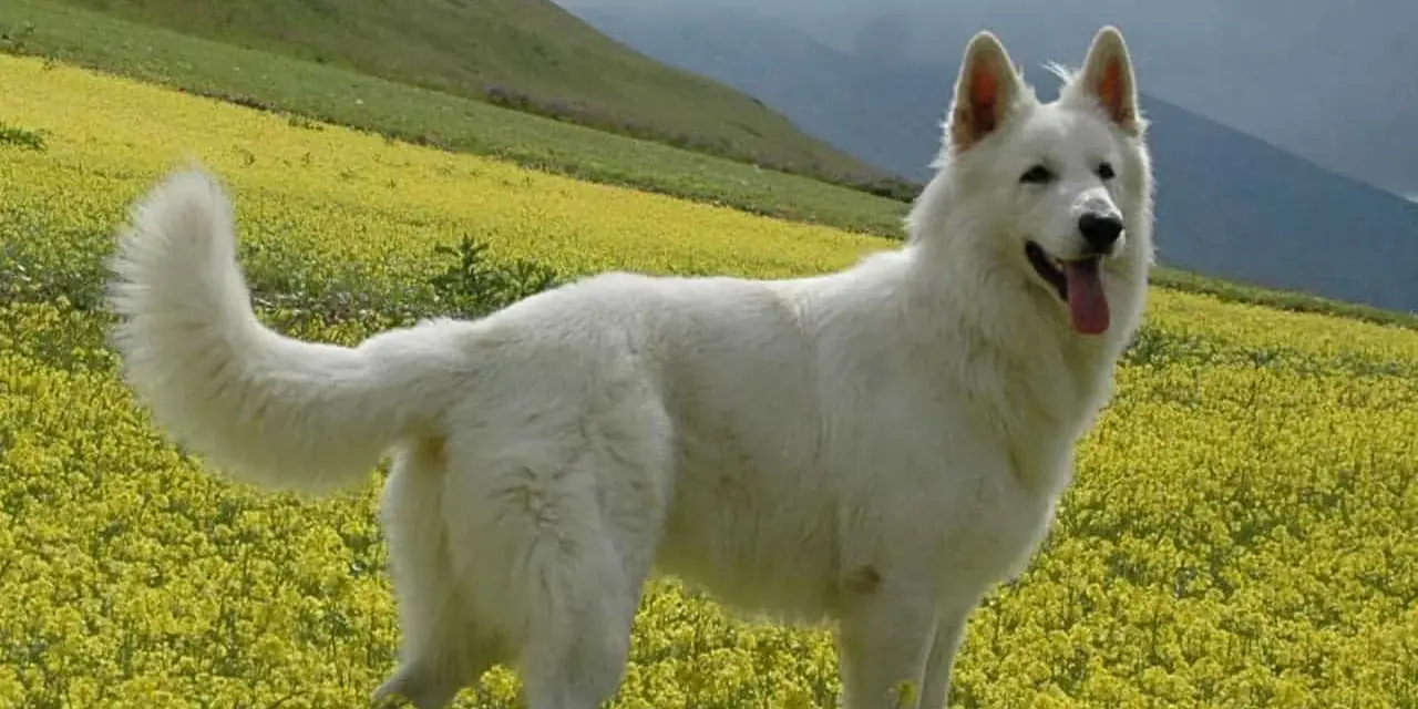 Un candido pastore del Lagorai, con il pelo bianco come la neve, si erge fiero in un prato fiorito di giallo, sorvegliando le montagne.