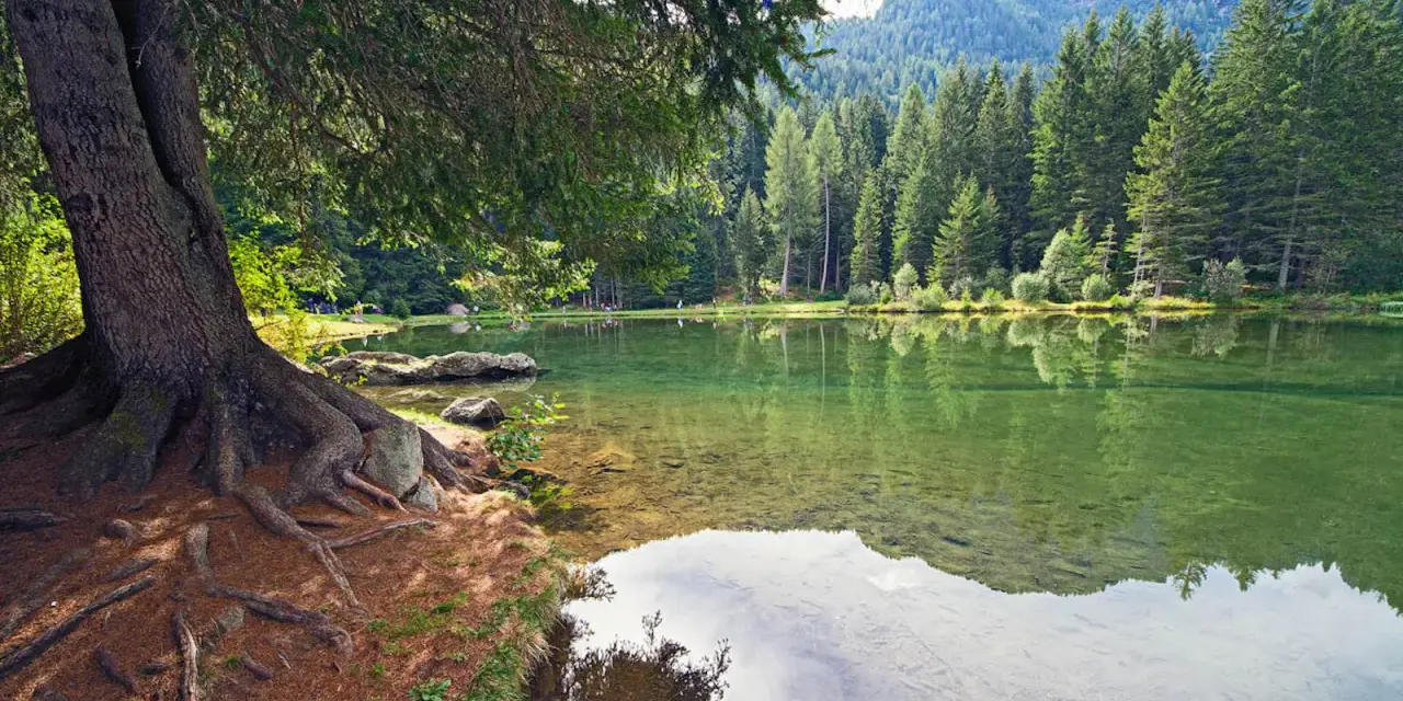 Radici di un grande albero affiorano sulla riva del lago dei caprioli, ideale per passeggiate tranquille tra i boschi.