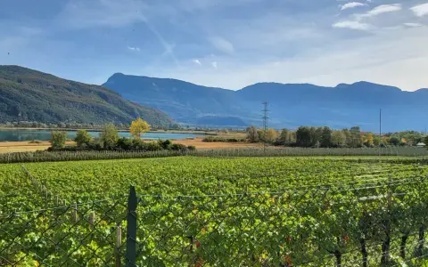 Vigneti rigogliosi si estendono verso un lago sereno, con montagne maestose sullo sfondo, un paesaggio tipico del passo Mendola.