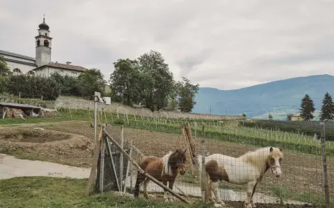Comano Terme: due pony pascolano vicino a un vigneto, con una chiesa con campanile sullo sfondo. Cosa vedere? La natura e la tranquillità.