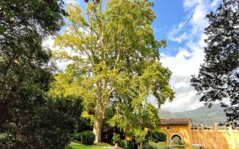 Un maestoso platano domina il giardino di una villa a Villa Lagarina, Rovereto. Un sentiero serpeggia tra prati curati e siepi potate, verso un edificio giallo ocra.