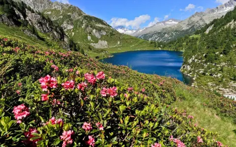 Un lago alpino blu intenso circondato da rododendri rosa in fiore, con montagne maestose sullo sfondo. Un paesaggio da cartolina dell'Adamello Brenta.