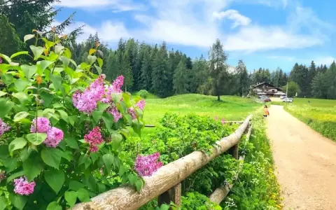 Fiori di lillà rosa profumano l'aria lungo un sentiero di terra battuta, ideale per **malosco passeggiate** verso un rifugio alpino.