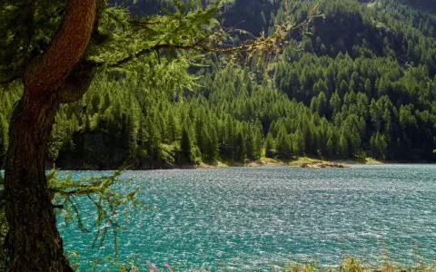 Un lago turchese scintillante riflette la fitta foresta di conifere che ricopre le montagne della Val di Sole. Un vecchio larice fa da cornice alla scena.