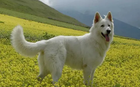 Un candido pastore del Lagorai, con il pelo bianco come la neve, si erge fiero in un prato fiorito di giallo, sorvegliando le montagne.