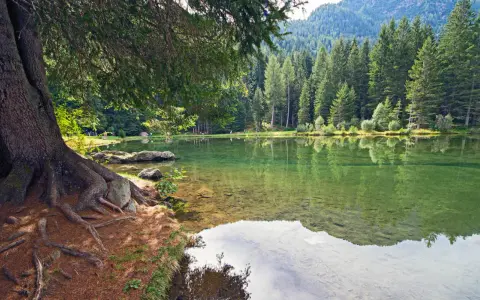 Radici di un grande albero affiorano sulla riva del lago dei caprioli, ideale per passeggiate tranquille tra i boschi.