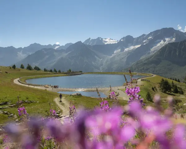 Un sentiero serpeggia verso il lago Valbiolo, circondato da montagne maestose e fiori viola in primo piano.