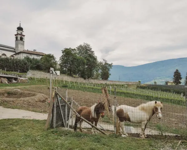 Comano Terme: due pony pascolano vicino a un vigneto, con una chiesa con campanile sullo sfondo. Cosa vedere? La natura e la tranquillità.