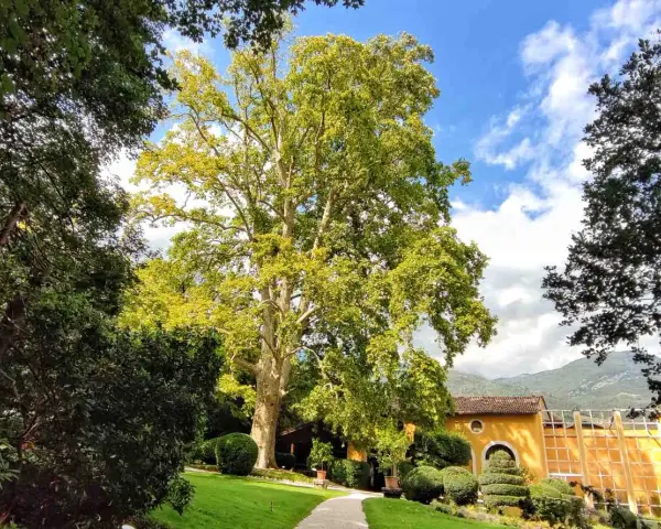 Un maestoso platano domina il giardino di una villa a Villa Lagarina, Rovereto. Un sentiero serpeggia tra prati curati e siepi potate, verso un edificio giallo ocra.