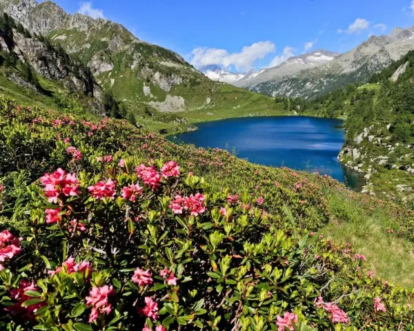 Un lago alpino blu intenso circondato da rododendri rosa in fiore, con montagne maestose sullo sfondo. Un paesaggio da cartolina dell'Adamello Brenta.