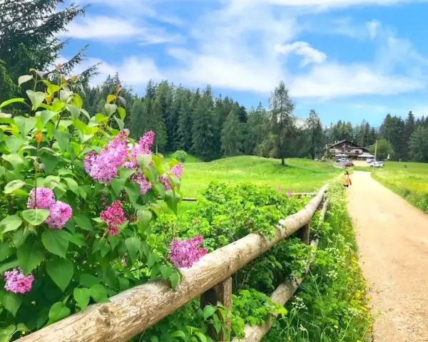 Fiori di lillà rosa profumano l'aria lungo un sentiero di terra battuta, ideale per **malosco passeggiate** verso un rifugio alpino.