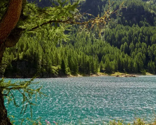 Un lago turchese scintillante riflette la fitta foresta di conifere che ricopre le montagne della Val di Sole. Un vecchio larice fa da cornice alla scena.