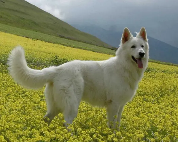 Un candido pastore del Lagorai, con il pelo bianco come la neve, si erge fiero in un prato fiorito di giallo, sorvegliando le montagne.