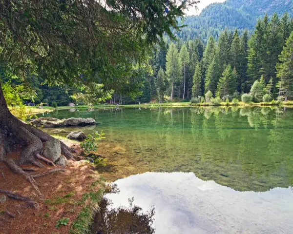 Radici di un grande albero affiorano sulla riva del lago dei caprioli, ideale per passeggiate tranquille tra i boschi.
