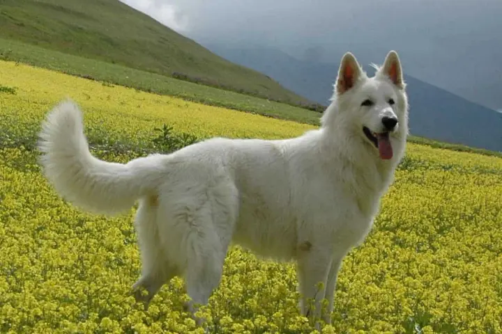 Un candido pastore del Lagorai, con il pelo bianco come la neve, si erge fiero in un prato fiorito di giallo, sorvegliando le montagne.
