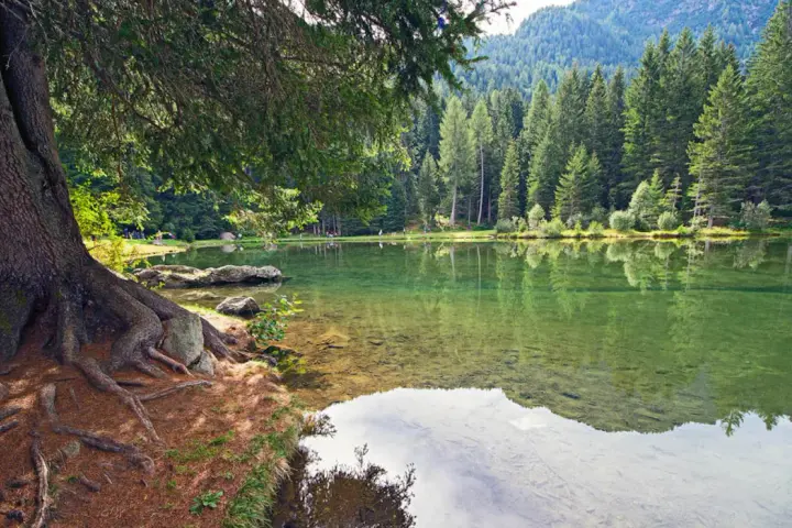 Radici di un grande albero affiorano sulla riva del lago dei caprioli, ideale per passeggiate tranquille tra i boschi.