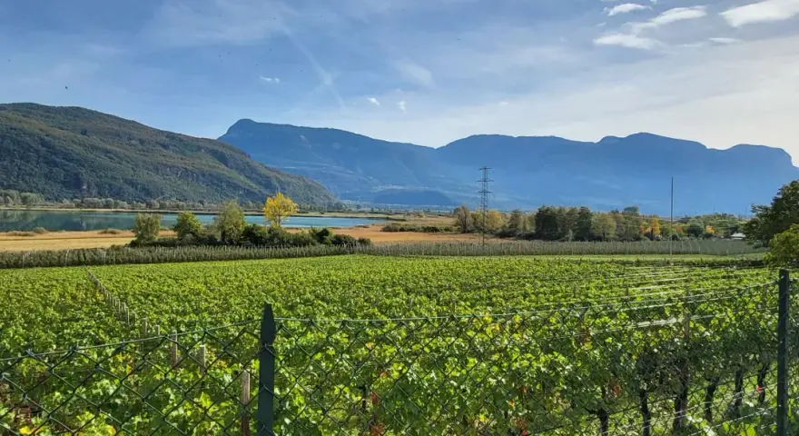 Vigneti rigogliosi si estendono verso un lago sereno, con montagne maestose sullo sfondo, un paesaggio tipico del passo Mendola.