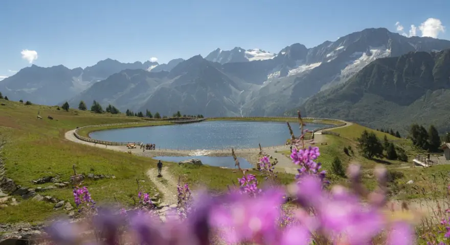 Un sentiero serpeggia verso il lago Valbiolo, circondato da montagne maestose e fiori viola in primo piano.