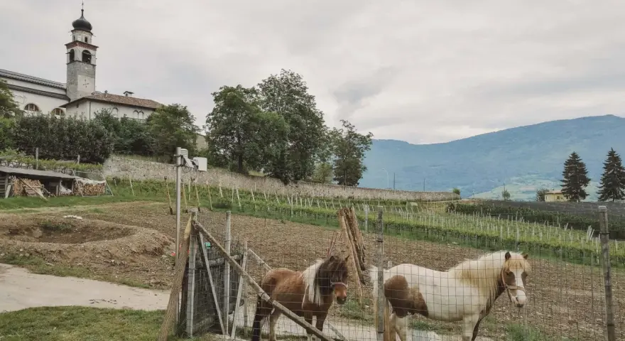 Comano Terme: due pony pascolano vicino a un vigneto, con una chiesa con campanile sullo sfondo. Cosa vedere? La natura e la tranquillità.