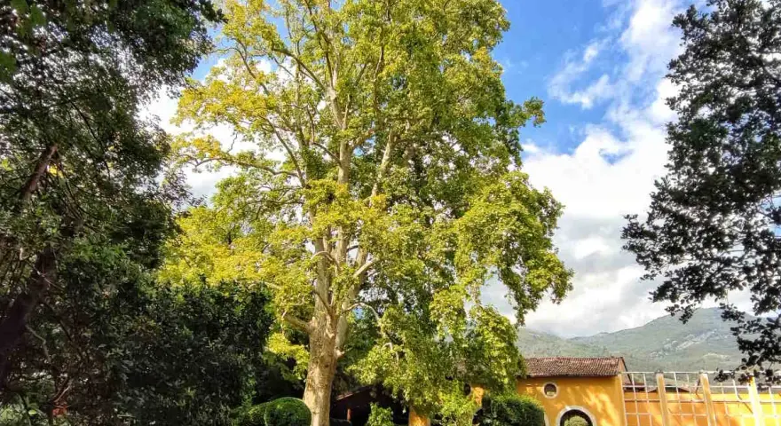 Un maestoso platano domina il giardino di una villa a Villa Lagarina, Rovereto. Un sentiero serpeggia tra prati curati e siepi potate, verso un edificio giallo ocra.