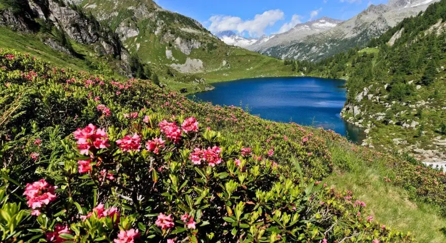 Un lago alpino blu intenso circondato da rododendri rosa in fiore, con montagne maestose sullo sfondo. Un paesaggio da cartolina dell'Adamello Brenta.