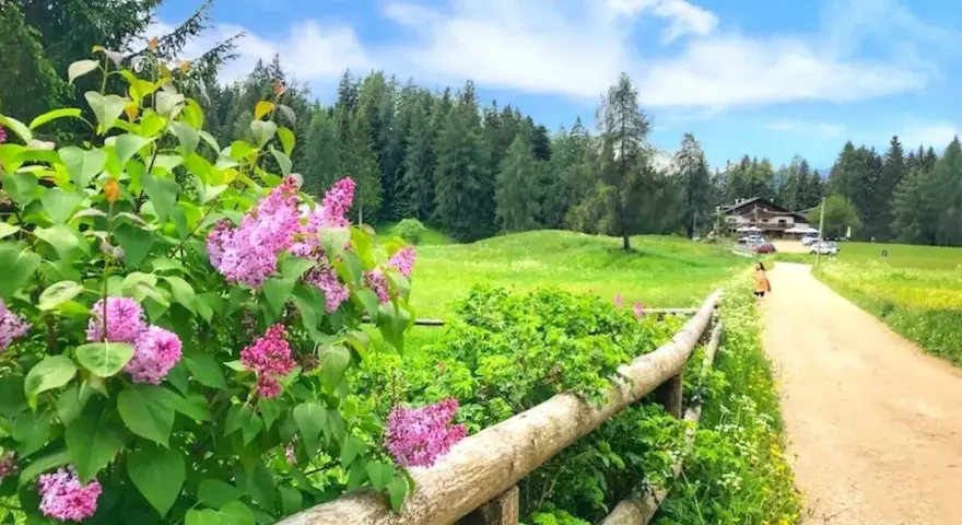Fiori di lillà rosa profumano l'aria lungo un sentiero di terra battuta, ideale per **malosco passeggiate** verso un rifugio alpino.