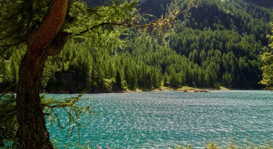 Un lago turchese scintillante riflette la fitta foresta di conifere che ricopre le montagne della Val di Sole. Un vecchio larice fa da cornice alla scena.