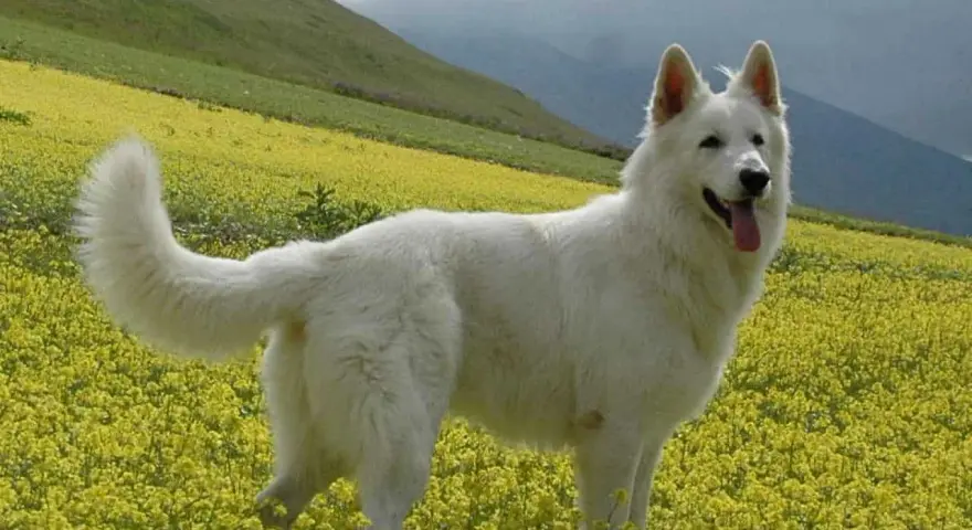 Un candido pastore del Lagorai, con il pelo bianco come la neve, si erge fiero in un prato fiorito di giallo, sorvegliando le montagne.