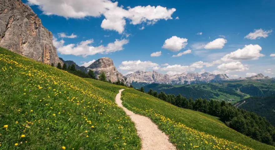 Sentiero tortuoso su un prato fiorito, ideale per chi cerca dove fare trekking tra le maestose Dolomiti.