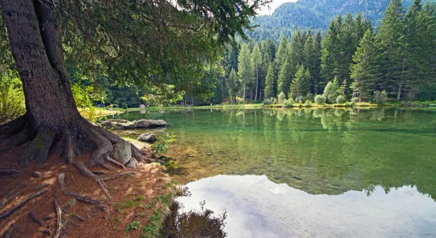 Radici di un grande albero affiorano sulla riva del lago dei caprioli, ideale per passeggiate tranquille tra i boschi.