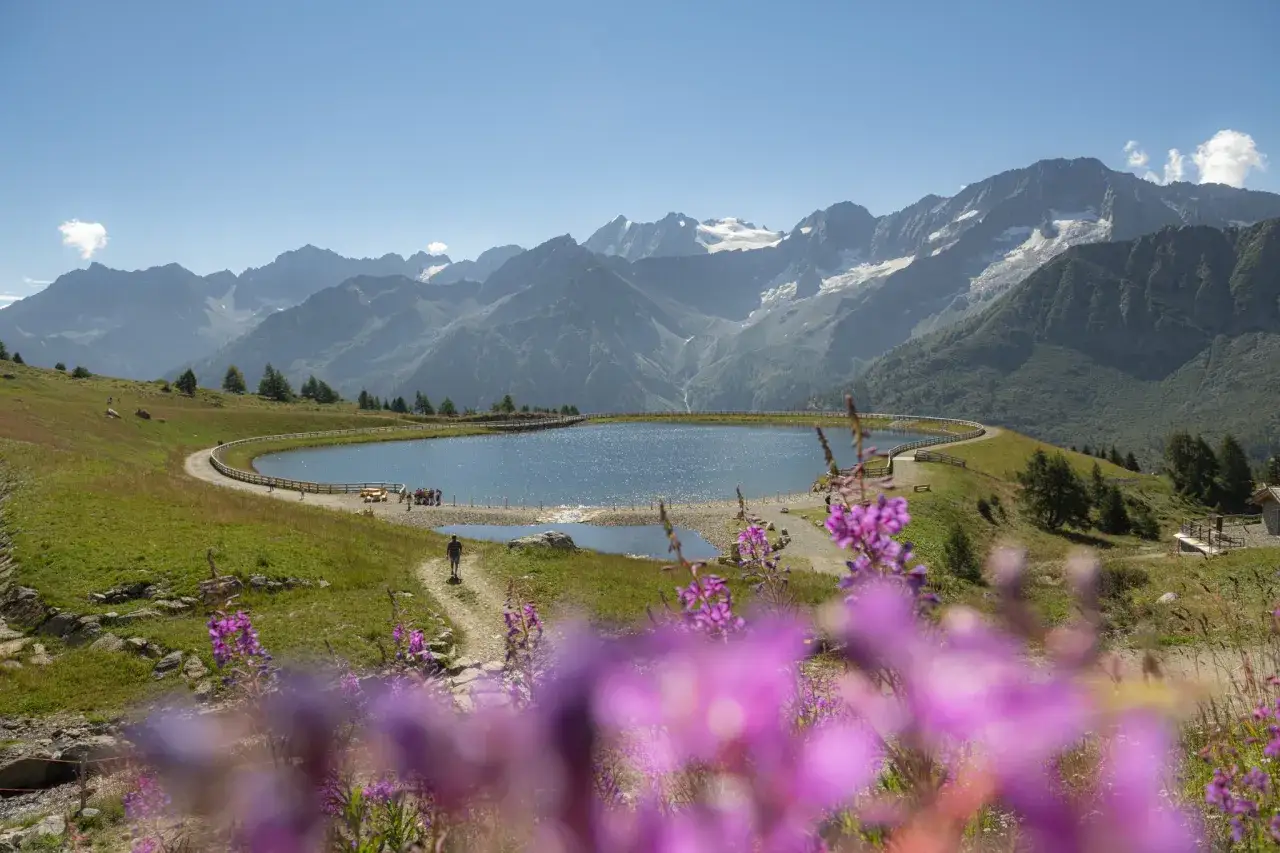 Un uomo cammina lungo il sentiero che porta al lago Valbiolo, circondato da montagne maestose e fiori viola in primo piano.