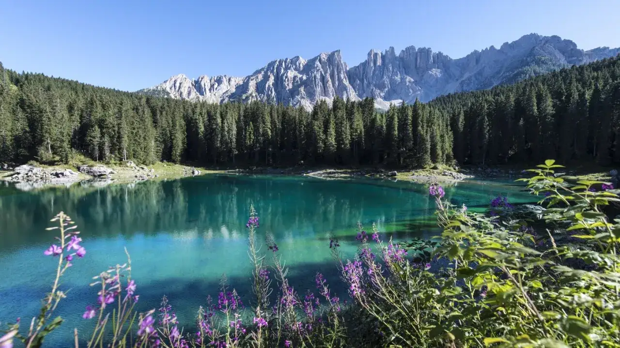Un lago che cambia colore riflette montagne imponenti e una foresta di abeti. Fiori viola sbocciano in primo piano, aggiungendo un tocco di colore.