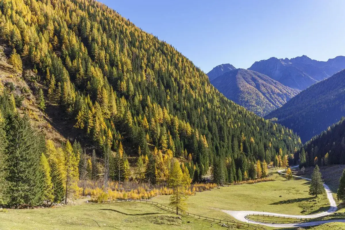 Verso il Stelvio Trentino, un pendio montuoso si veste d'autunno con larici dorati e abeti verdi, mentre una strada serpeggia in una valle alpina.